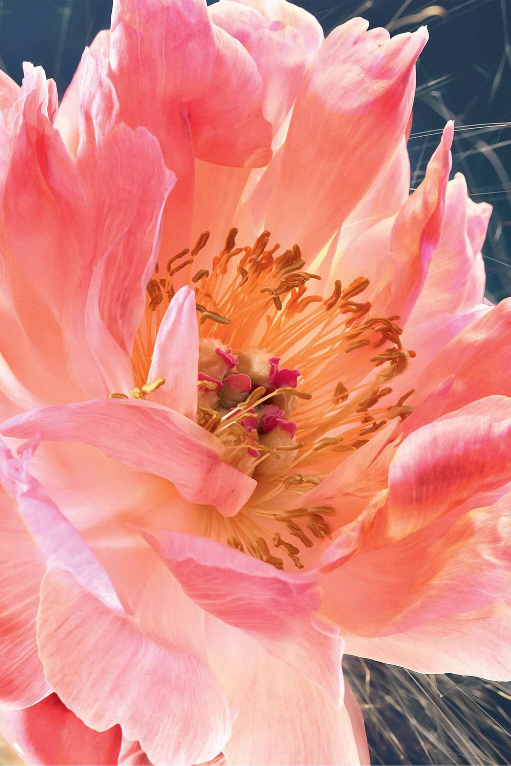 Eclat de Joie Eau de Parfum